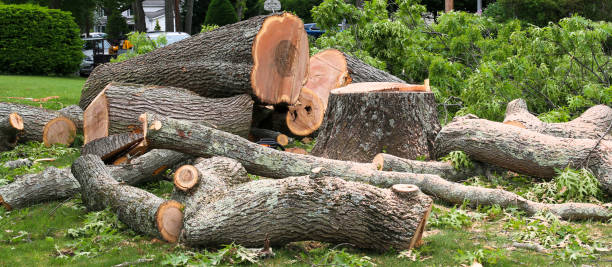 How Our Tree Care Process Works  in  Salix, PA