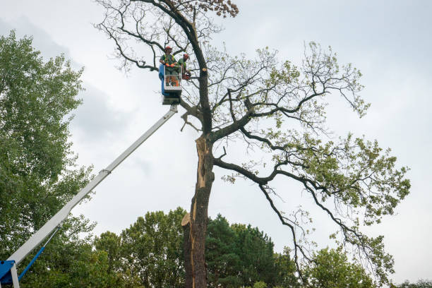 Best Tree Cabling and Bracing  in Salix, PA