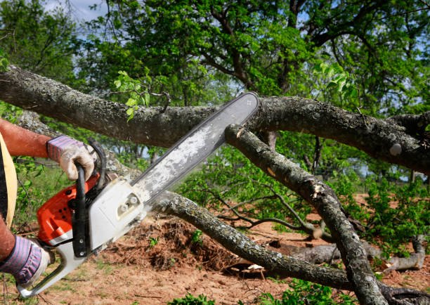 Reliable Salix, PA Tree Care Solutions